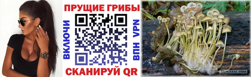 Галлюциногенные грибы GOLDEN TEACHER Темрюк